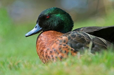 Chestnut-breasted teals