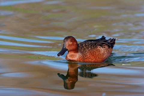 Andean Cinnamon Teal