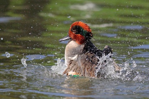 American green-winged teal