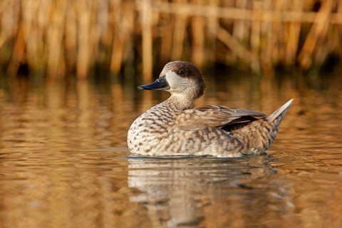 Marbled marbled duck