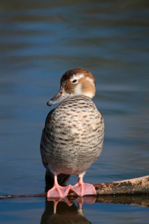 Red-shouldered Duck