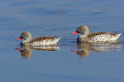 Cape cape teal