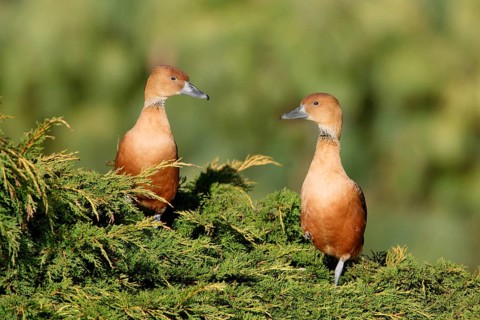 Yellow Whistling Goose