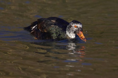 Malay Duck