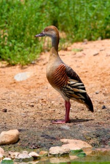 Plumed Whistling-duck