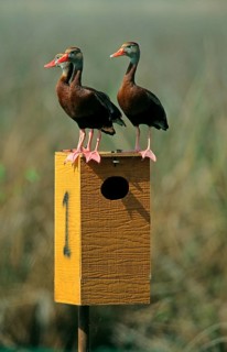 Autumn whistling duck