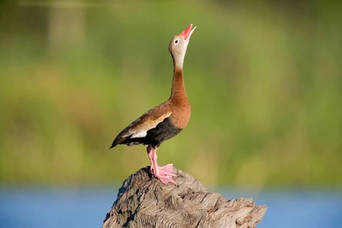 Autumn whistling duck