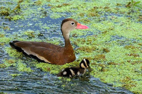 Autumn whistling duck