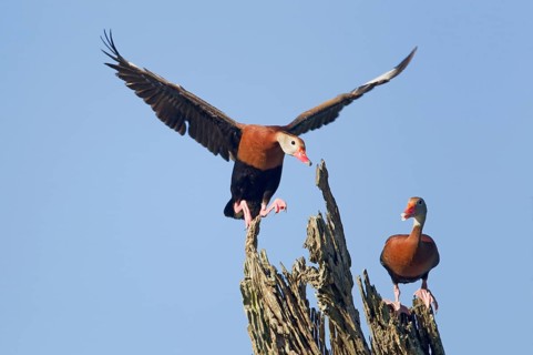 Autumn whistling duck