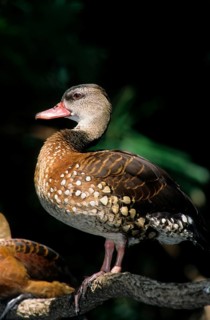 Spotted Whistling Duck