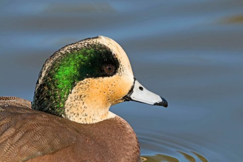 American Wigeon