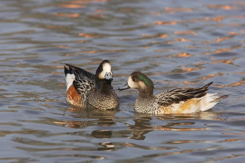 Chilean Wigeon