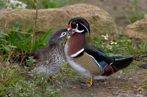 Wood Duck