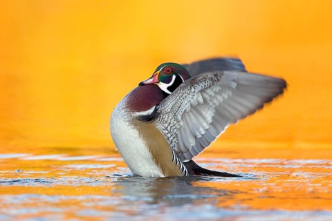 Wood Duck