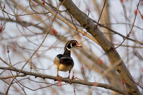 Wood Duck