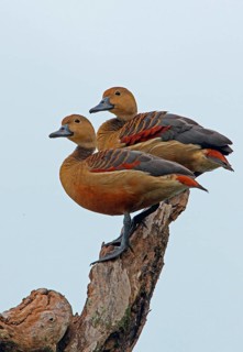 Lesser Whistling-duck