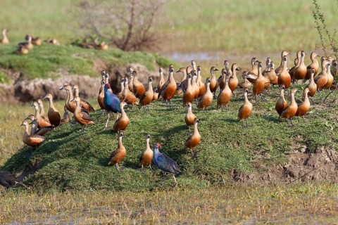 Flock of lesser whistling duck