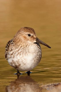 Dunlin