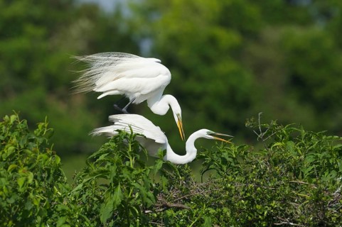 Great egret