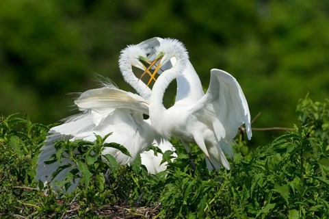 Great egret