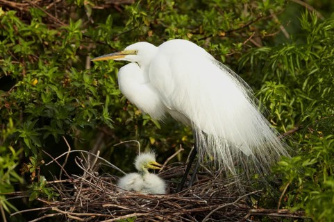 Great Egret