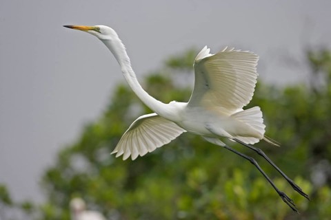 Great egret