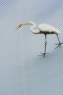 Middle egret