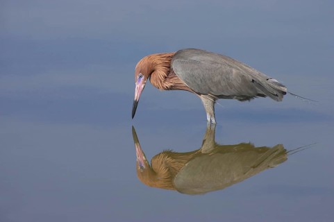 Reddish egret