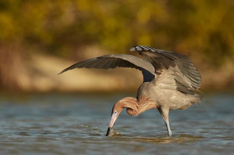 Reddish Egret