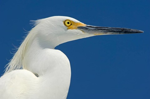 Snowy egret