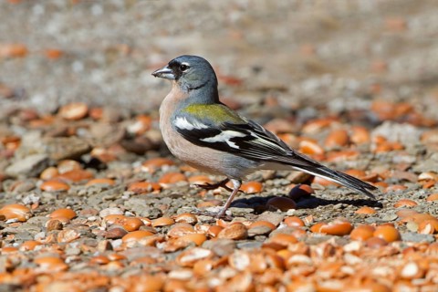 African chaffinch