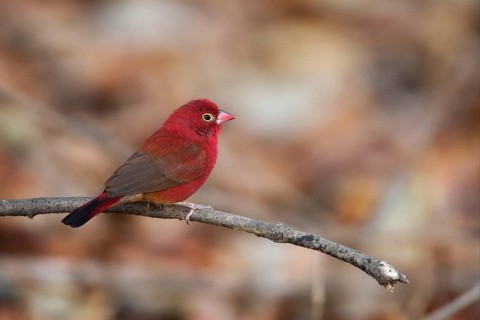 Red-billed firefinch