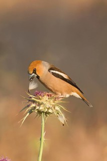 Hawfinch