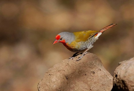 Green-winged green-winged pytilia