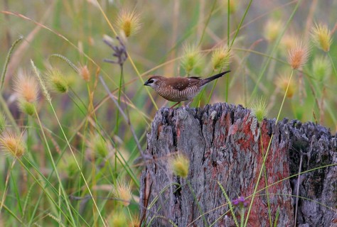 Plum-headed finch
