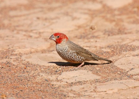 Red-headed finches
