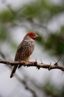 Red-headed finch