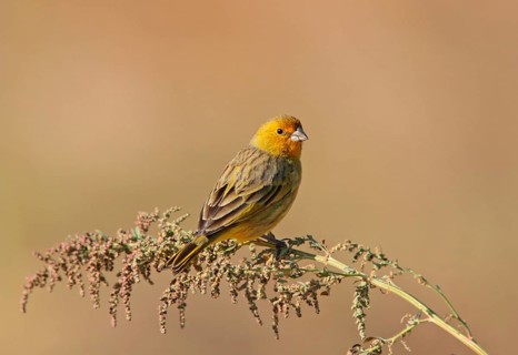 Saffron finch