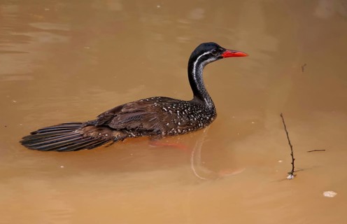 Bulafrican finfoot