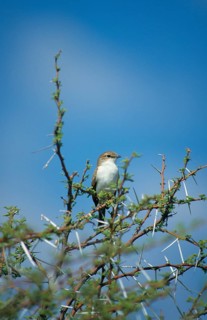 Marico Flycatcher