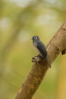 White-eyed Slate Flycatcher