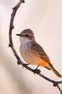 Vermilion Flycatcher