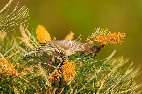Noisy friarbird