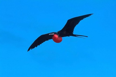 Banded Frigatebird