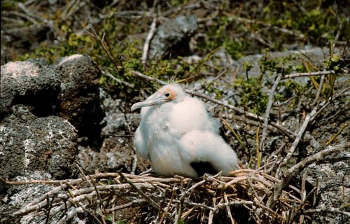 Banded Frigatebird
