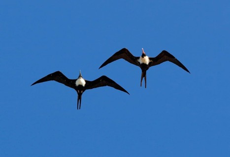 Lesser Frigatebird