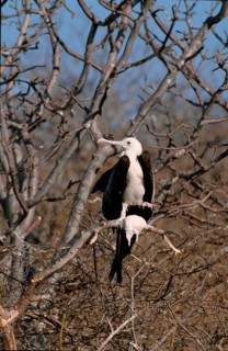 Magnificent Frigatebird