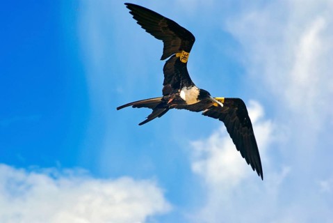 Magnificent Frigatebird