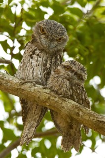 Tawny frogmouth