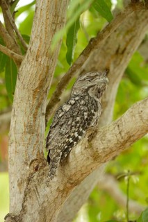 Tawny tawny frogmouth